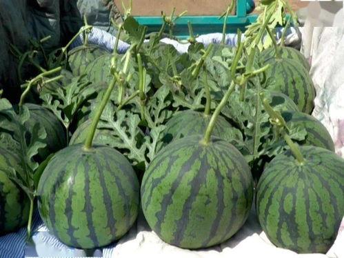 漯河吊瓜今日价格,市场行情实时解析