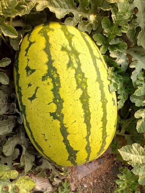 硒沙瓜价格今日价格,市场行情一览