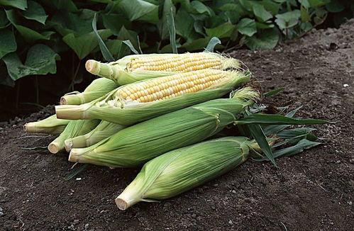 寿光瓠瓜今日行情报价,今日报价再创新高！”