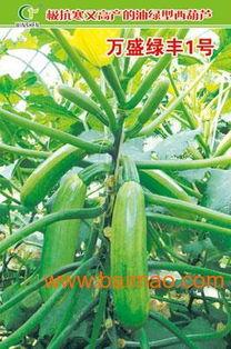 寿光瓠瓜今日行情报价,今日报价再创新高！”