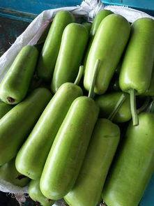 寿光瓠瓜今日行情报价,今日报价再创新高！”