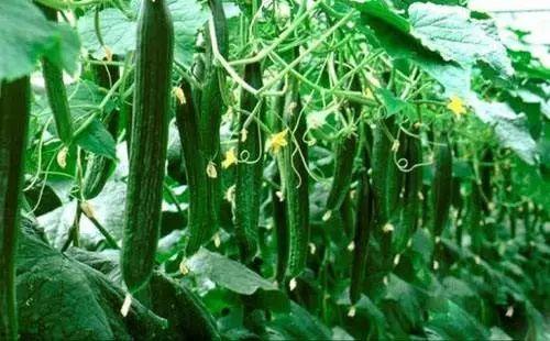 今日吃瓜必吃大瓜网,大瓜网独家揭秘娱乐圈最新猛料！