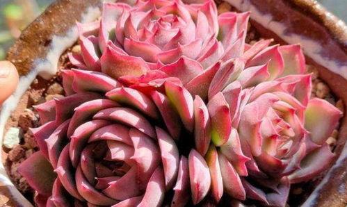 养多肉的明星网红,养植美学与生活态度的完美融合