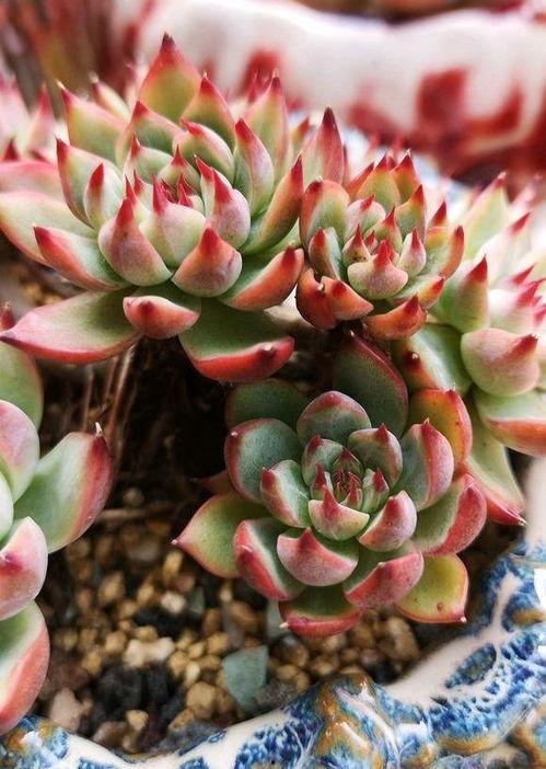 养多肉的明星网红,养植美学与生活态度的完美融合