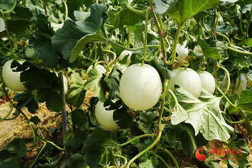 今日特价小蜜瓜,甜蜜蜜瓜，夏日清凉首选！