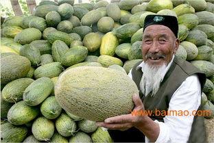蒙阳今日哈密瓜批发价,新鲜美味，价格实惠，尽享夏日清凉！”