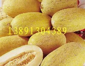 周口今日哈密瓜批发价格,行情波动，品质优价并存”