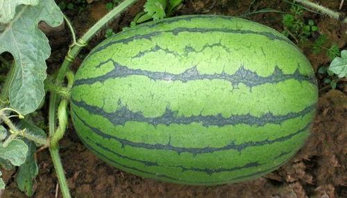 每日大赛吃瓜黑料老司机