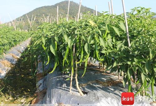 三亚今日瓜菜价钱,新鲜直供，实惠可见