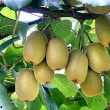 成都今日佛手瓜批发价