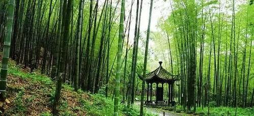 杭州云栖竹径明星网红,杭州网红打卡地，明星同款美景揭秘”