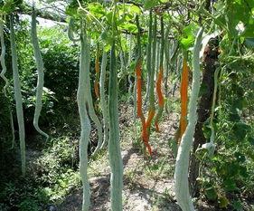 今日蛇瓜价格行情,涨跌波动，市场动态一览