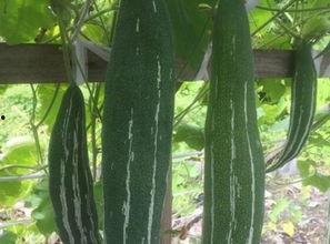 今日蛇瓜价格行情,涨跌波动，市场动态一览