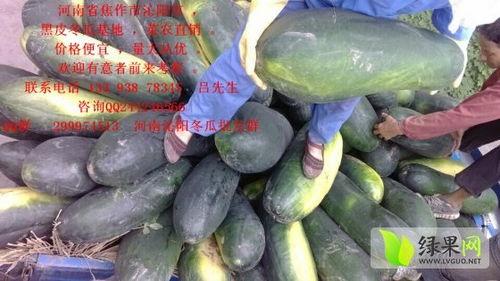 黑瓜今日价格最新行情,最新行情解析与市场趋势洞察”