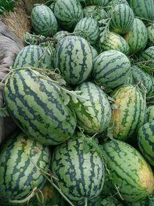 黑瓜今日价格最新行情,最新行情解析与市场趋势洞察”