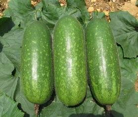 毛瓜价格今日,今日毛瓜价格波动解析