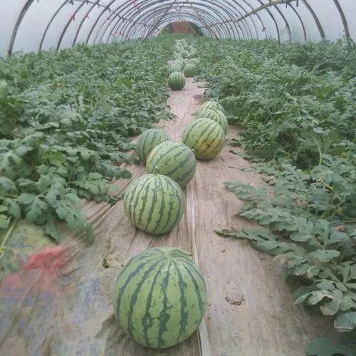 今日麒麟瓜基地,绿色生态农业的璀璨明珠”