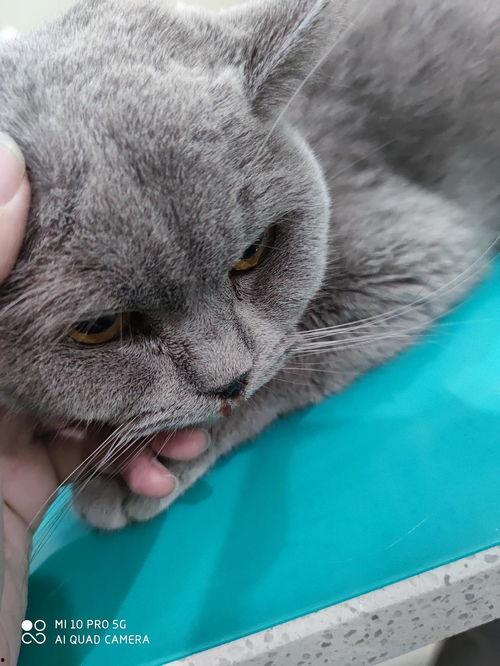 今日猫瓜最新价格