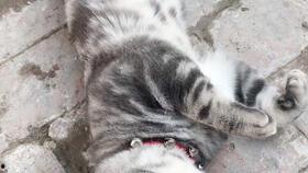 今日猫瓜最新价格