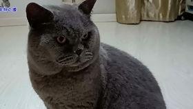 51今日吃瓜胖猫,胖猫带你领略趣味生活瞬间