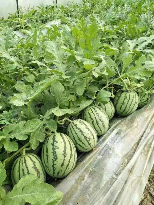 今日高瓜价格行情最新,涨跌波动，市场动态解析”