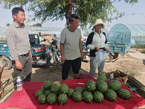 郑州中牟吊瓜今日价格表,行情波动，品质优价并存